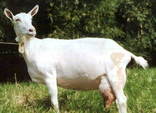 Imagem Substituída