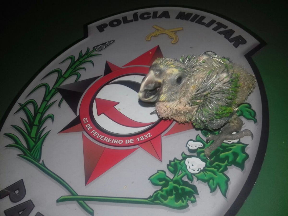 Imagem Substituída