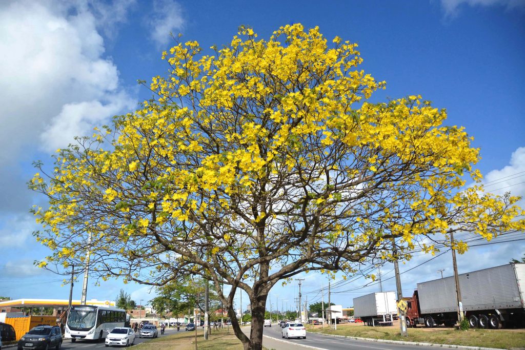 Com o início da primavera, parques e praças de João Pessoa ganham vida com o colorido das flores, convidando moradores e turistas a apreciar as belezas naturais da cidade. (Foto: Secom/PMJP)