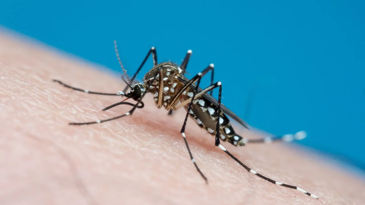 Paraíba confirma oito mortes por arboviroses; maioria dos casos é de dengue, aponta SES
