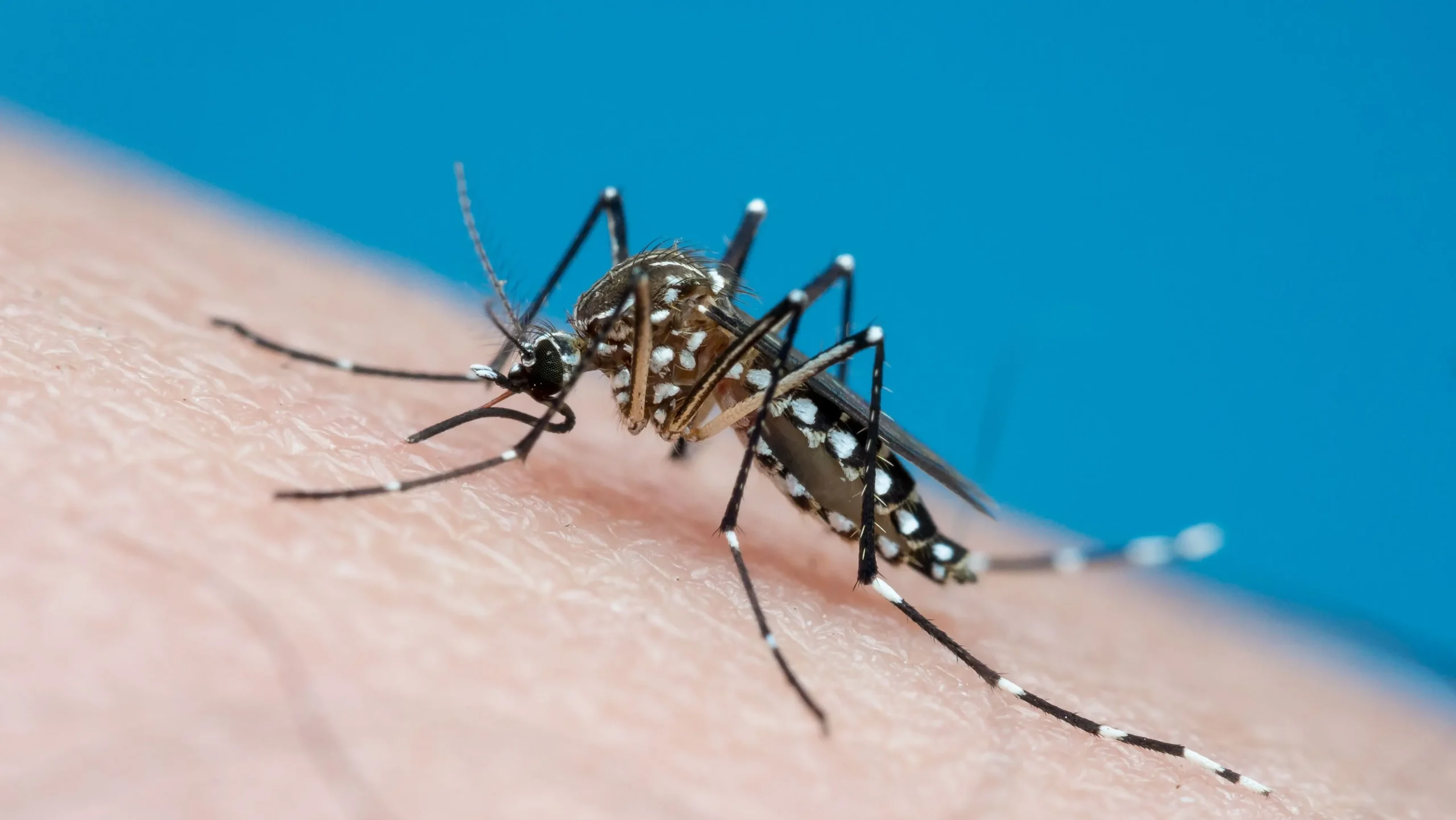 Aedes aegypti, mosquito da dengue