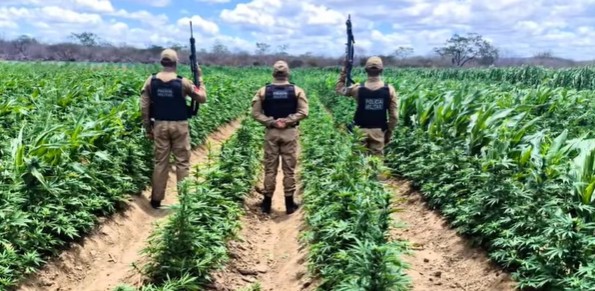 Plantação de maconha no Cariri paraibano