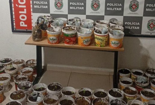 Plantação de maconha em Muçumagro