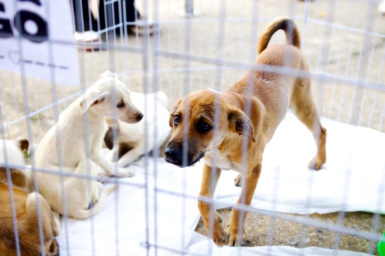 Animais (cães) resgatados de maus-tratos