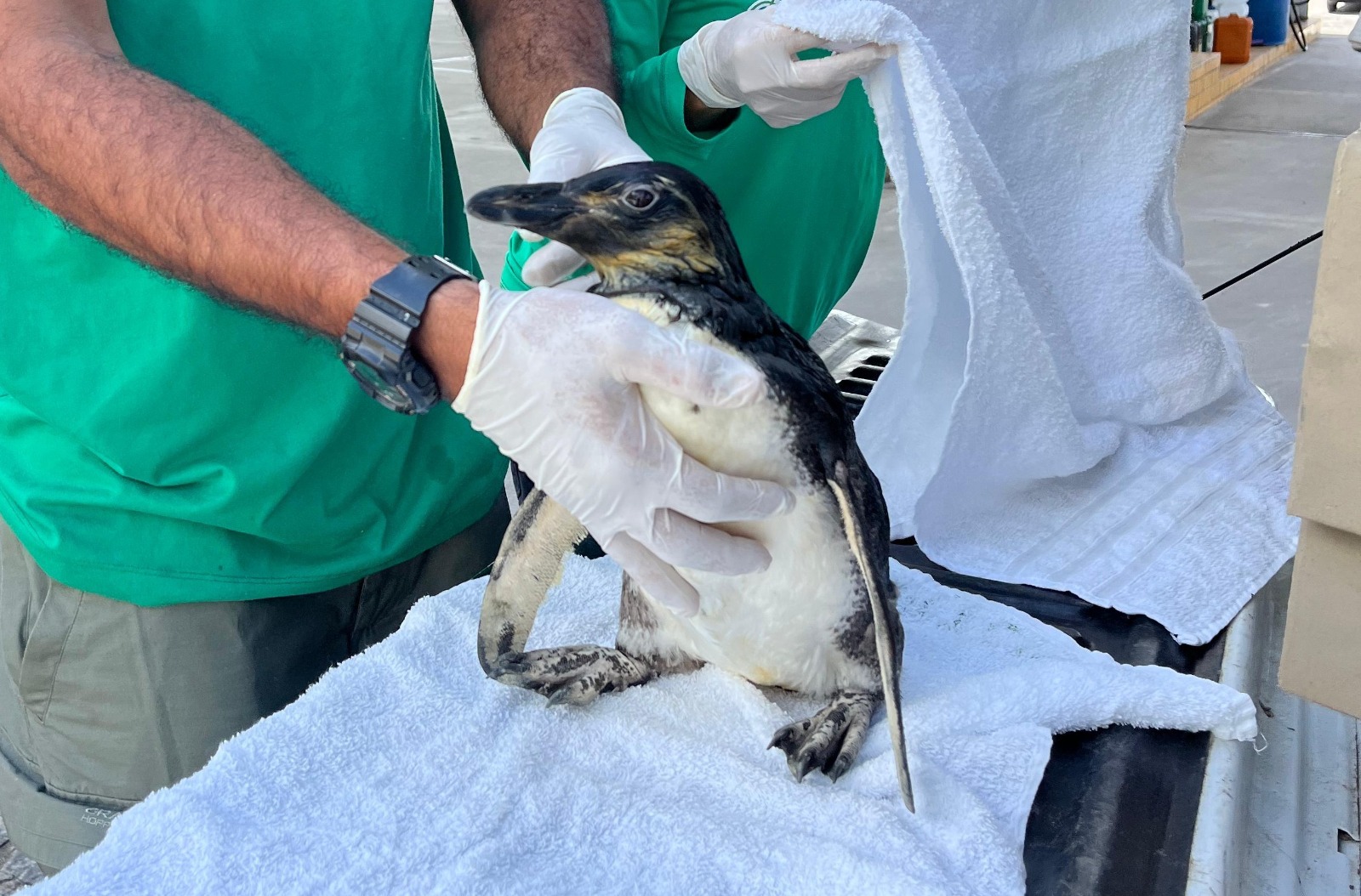 pinguim-de-magalhães resgatado em Alagoas