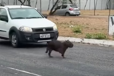 Capivara cruzando avenida em João Pessoa