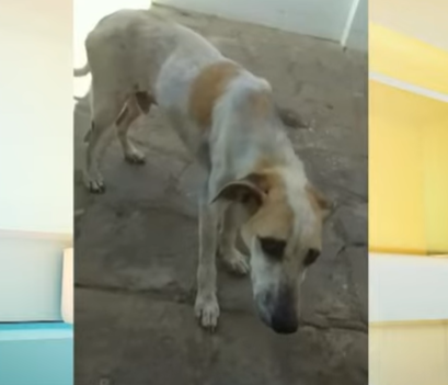 cachorro resgatado no Valentina