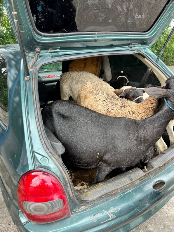 caprinos furtados em Sobrado