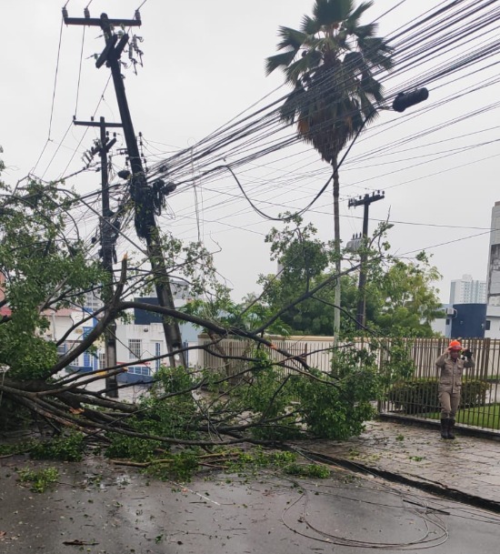 queda de árvore na Júlia Freire