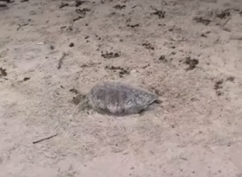 Tartaruga marinha é encontrada morta na praia de Ponta de Campina, Cabedelo 