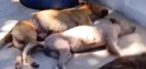 Cães em situação de rua no município de Teixeira durante investigação sobre maus-tratos e envenenamento