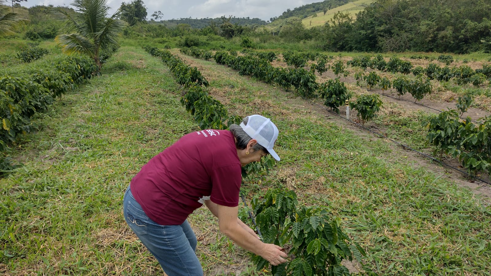 Plantação de café no Brejo paraibano em área de produção rural voltada para beneficiamento e comercialização.