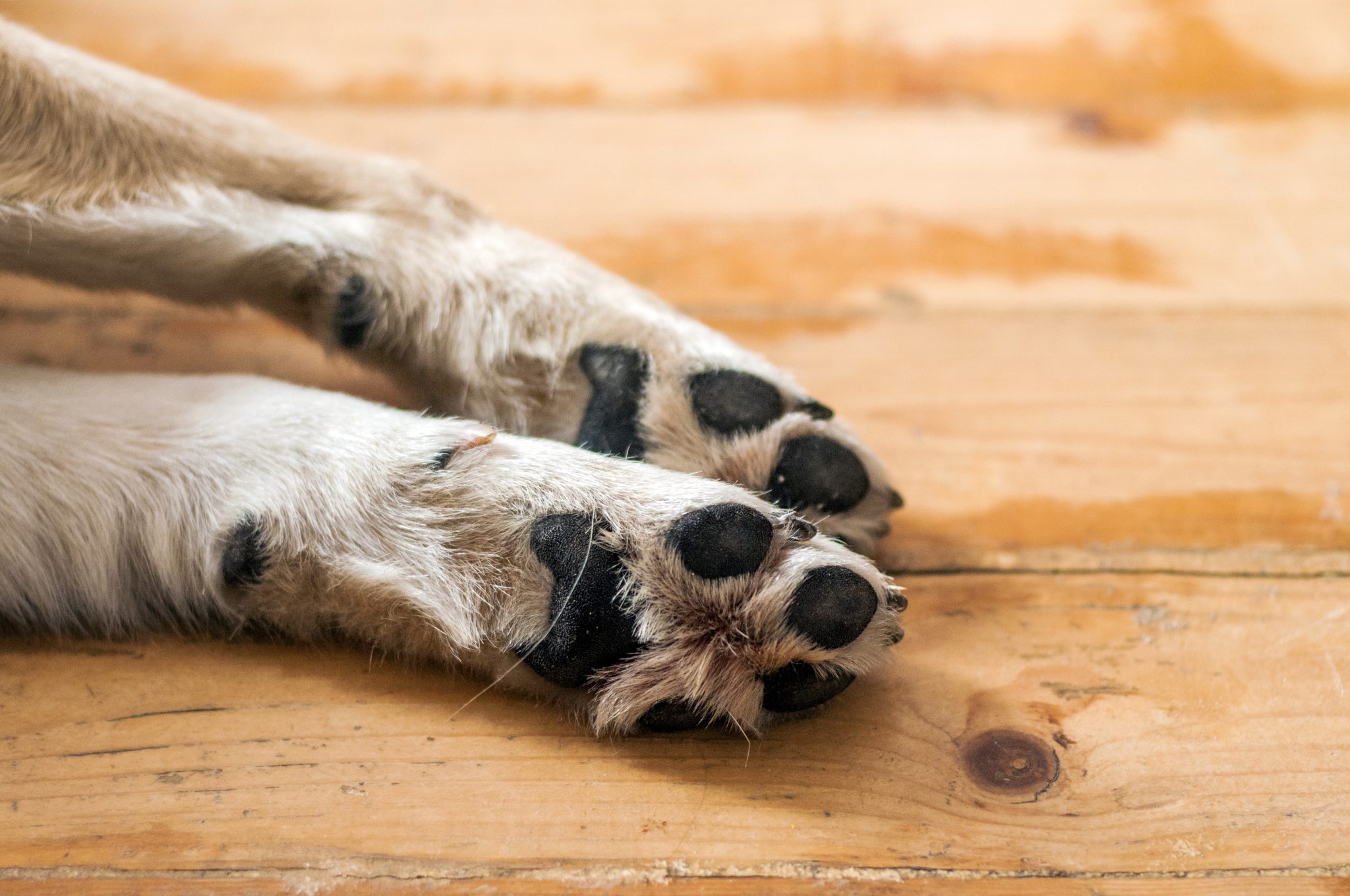 Pata de cão / cachorro