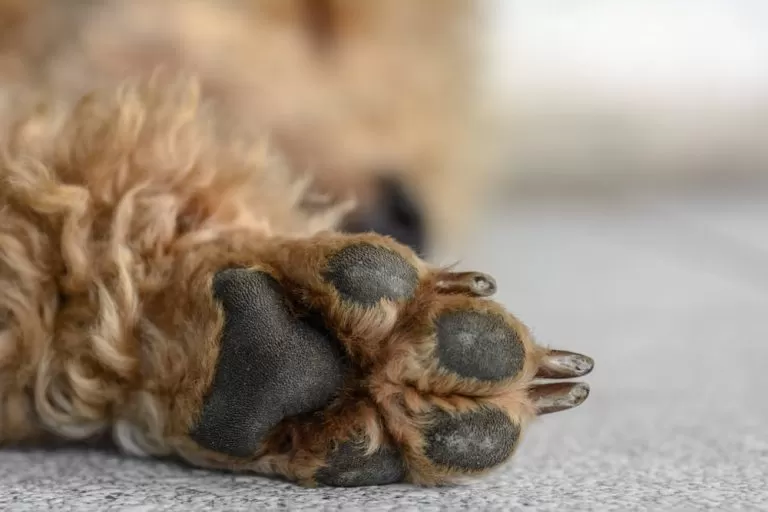 Pata de cão / cachorro