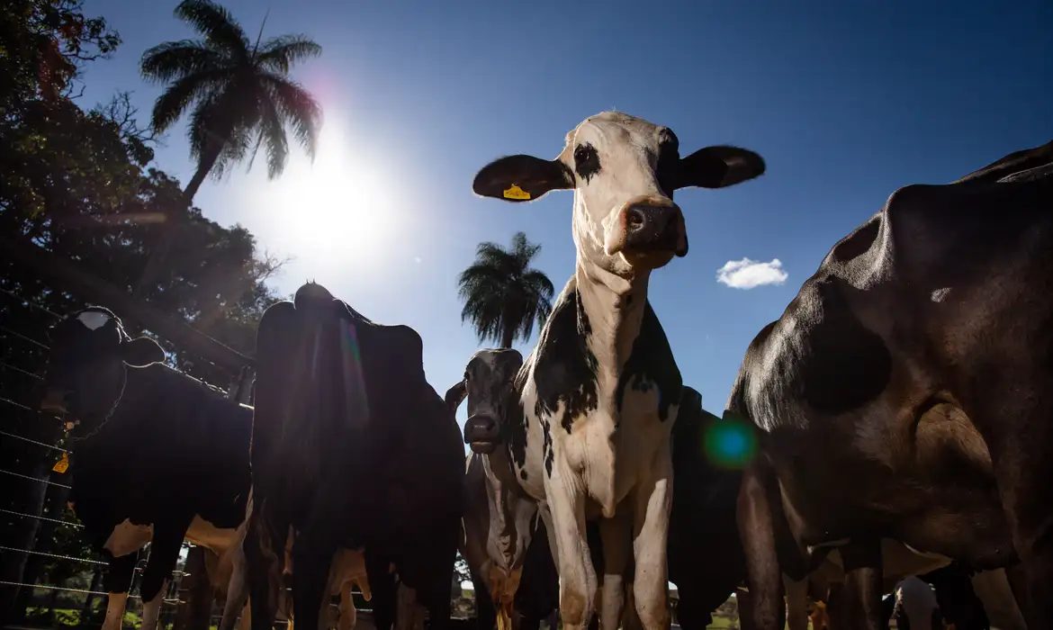 Representação da exportação de carne brasileira após decisão da União Europeia de restringir importações por exigências sanitárias.