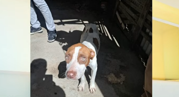 cadela desnutrida em Queimadas
