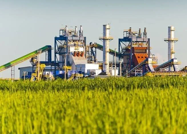 Plantação de cana-de-açúcar destinada à produção para exportação diante de impactos das tarifas dos Estados Unidos.