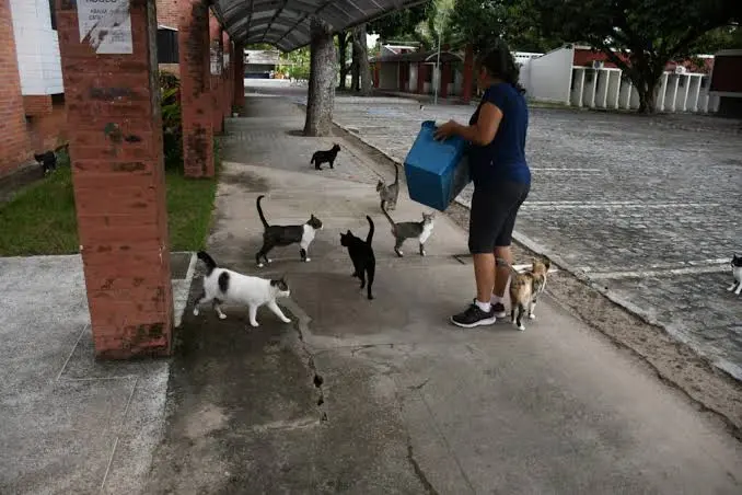 Gatos circulam pelo campus da UFPB após recomendação do MPT-PB sobre medidas de controle sanitário.