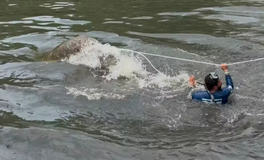 Peixe-boi é retirado do rio Jaguaribe