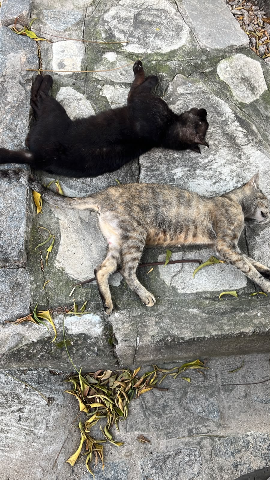 Gatos são encontrados mortos e outro fica ferido próximo ao Parque Parahyba 2