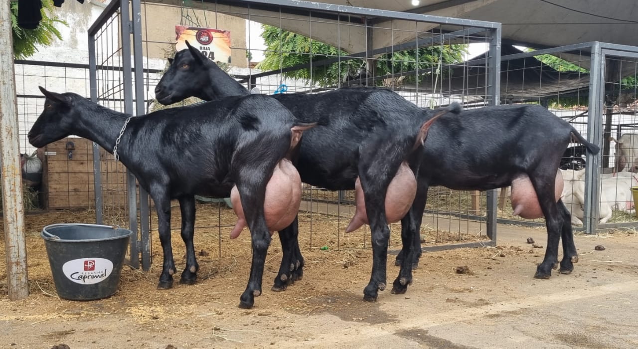 12ª Expoprata movimenta R$ 8 milhões em negócios no Cariri paraibano com expansão de estandes e recordes.