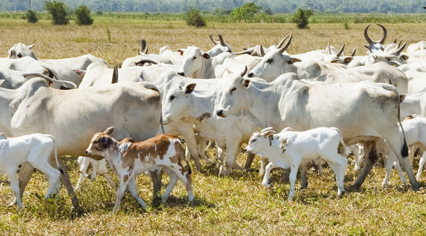 Rebanho bovino na Paraíba salta 42,7% em 20 anos e atinge recorde histórico. Veja dados do IBGE no WSCOM