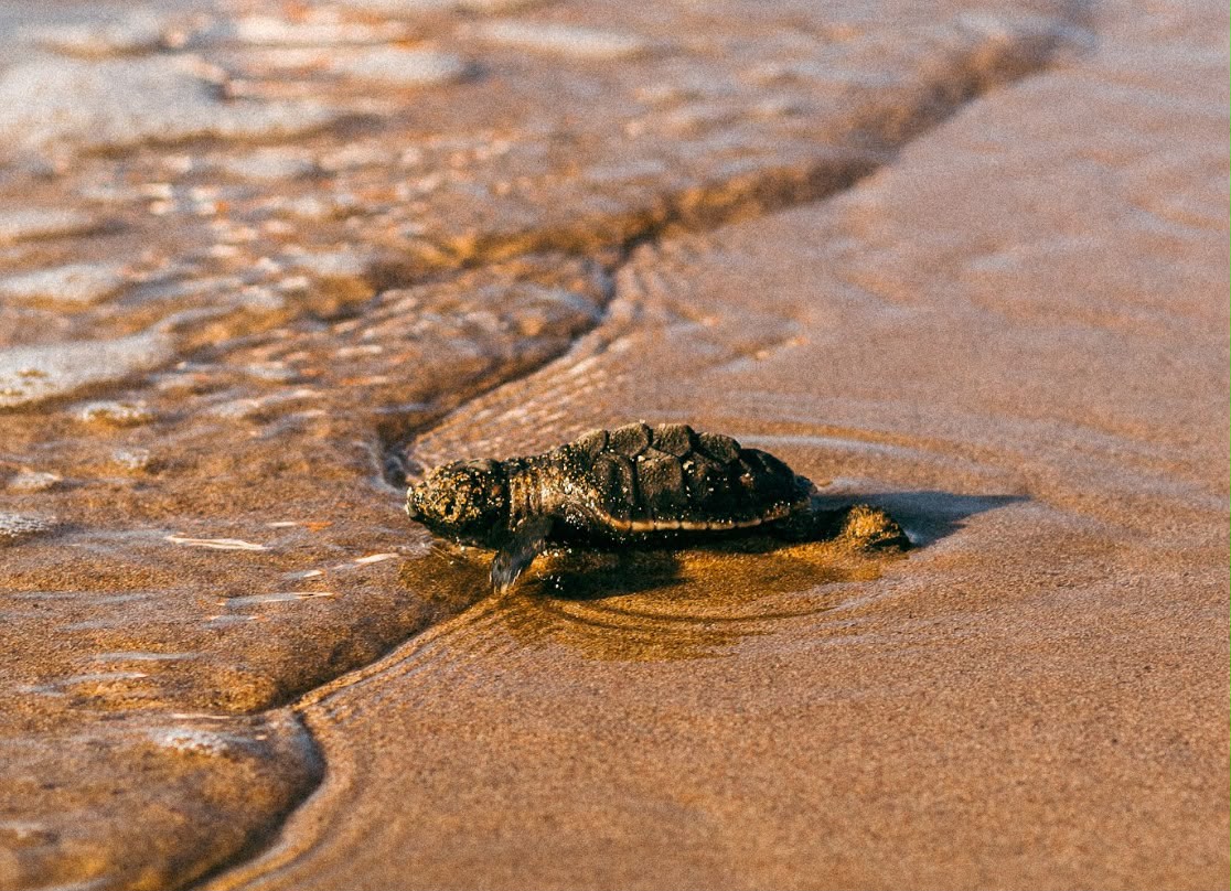 conservação às tartarugas-marinhas