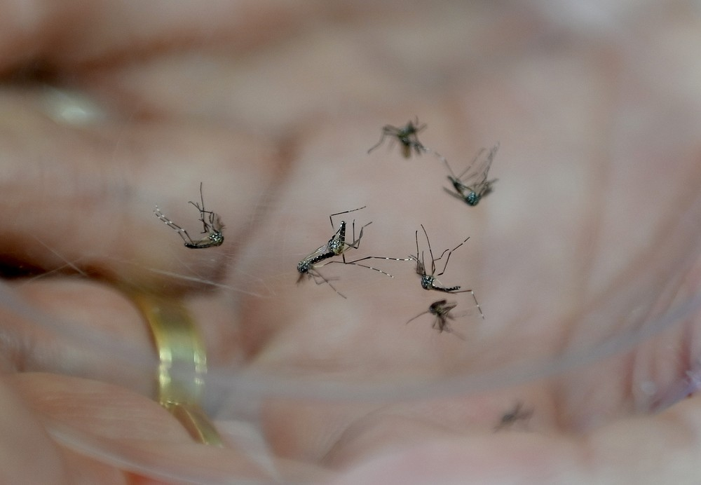 aedes mosquito dengue