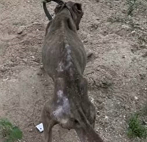 Cachorro é encontrado desnutrido e amarrado