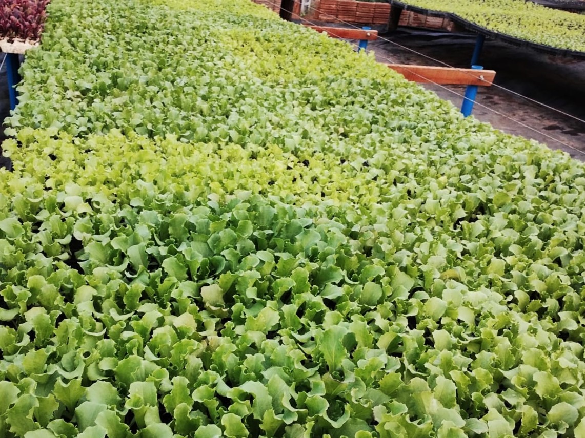 Vendas para o setor público alavancam negócios e aumentam faturamento de agricultores no Cariri